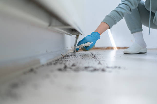 Best Affordable Pest Control Services  in Bridgeport, AL